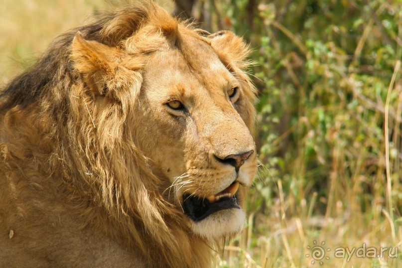 Три национальных парка Кении, чтобы увидеть настоящую Африку.