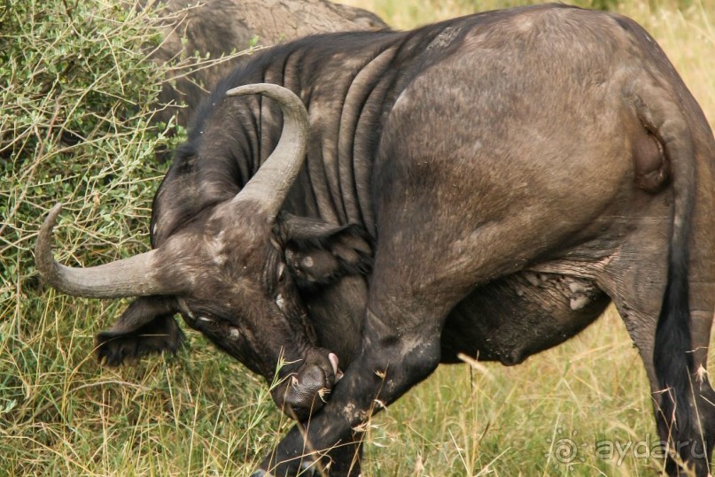 Альбом отзыва "Три национальных парка Кении, чтобы увидеть настоящую Африку."