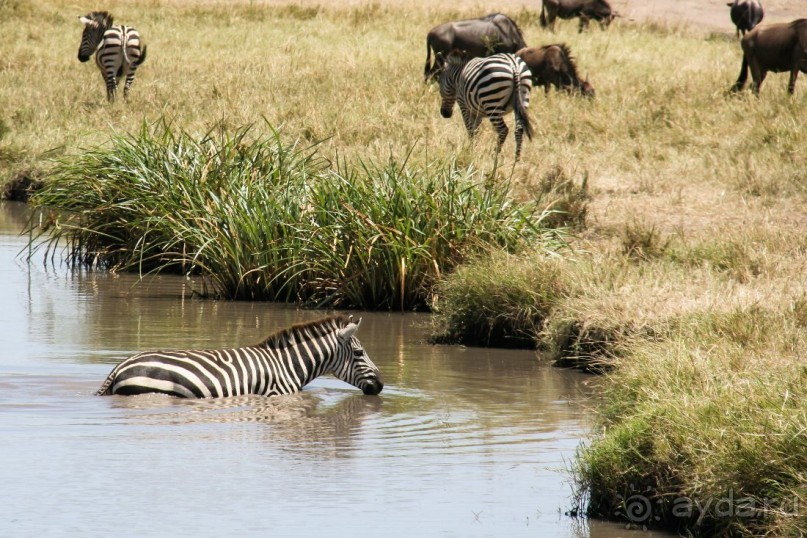 Альбом отзыва "Три национальных парка Кении, чтобы увидеть настоящую Африку."