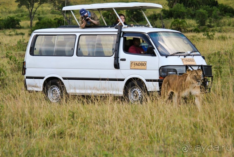 Три национальных парка Кении, чтобы увидеть настоящую Африку.