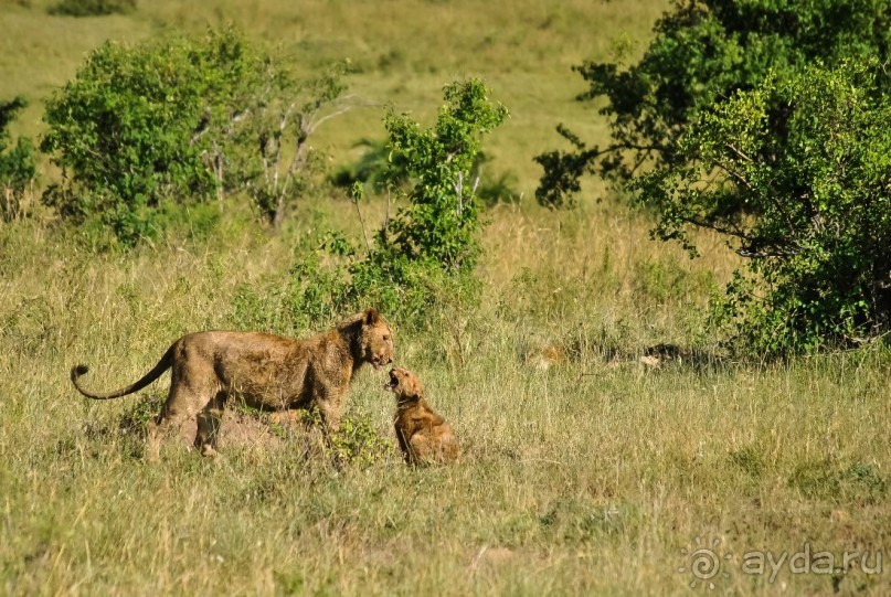 Альбом отзыва "Три национальных парка Кении, чтобы увидеть настоящую Африку."