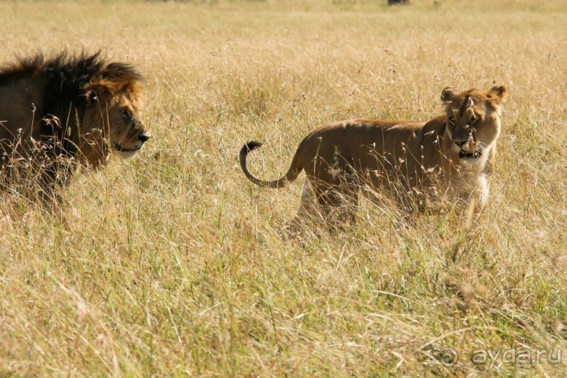 Альбом отзыва "Три национальных парка Кении, чтобы увидеть настоящую Африку."