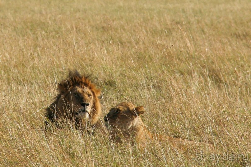 Альбом отзыва "Три национальных парка Кении, чтобы увидеть настоящую Африку."