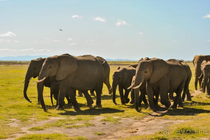 Три национальных парка Кении, чтобы увидеть настоящую Африку.