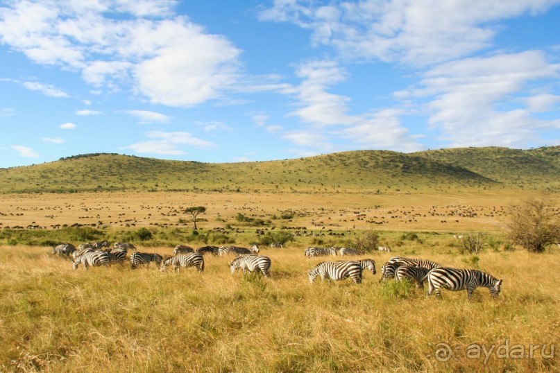 Три национальных парка Кении, чтобы увидеть настоящую Африку.