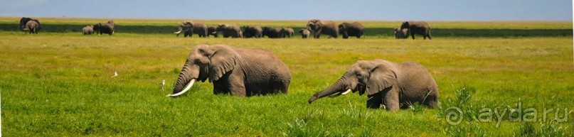 Три национальных парка Кении, чтобы увидеть настоящую Африку.