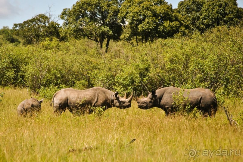 Три национальных парка Кении, чтобы увидеть настоящую Африку.