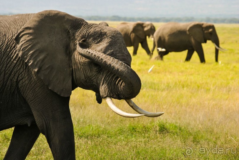 Три национальных парка Кении, чтобы увидеть настоящую Африку.