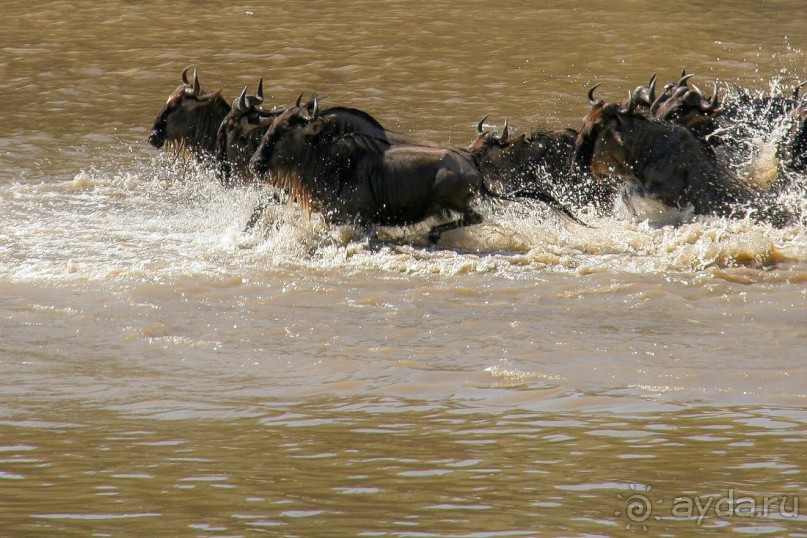 Три национальных парка Кении, чтобы увидеть настоящую Африку.
