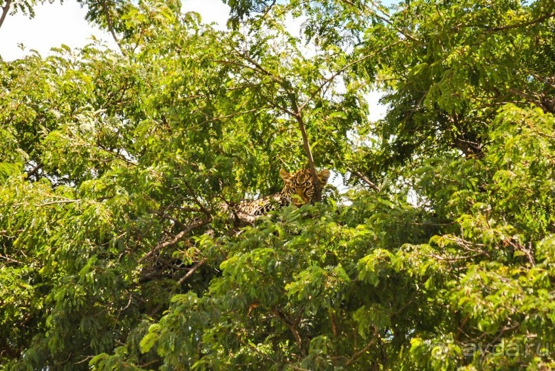 Три национальных парка Кении, чтобы увидеть настоящую Африку.