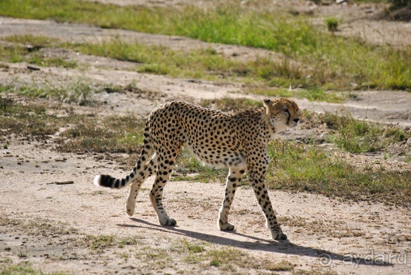 Три национальных парка Кении, чтобы увидеть настоящую Африку.