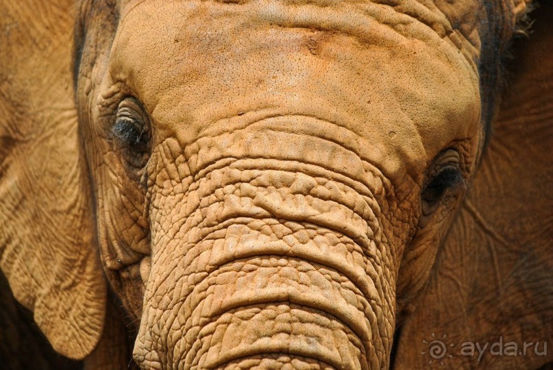 Три национальных парка Кении, чтобы увидеть настоящую Африку.