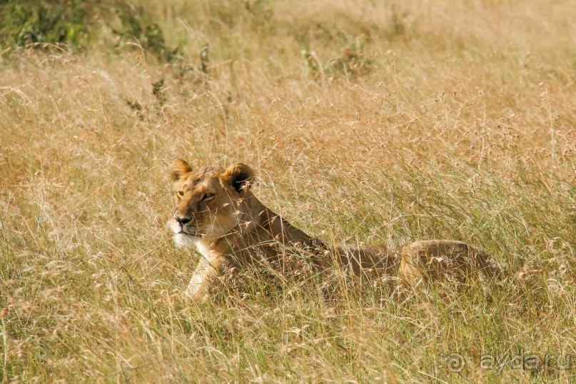 Три национальных парка Кении, чтобы увидеть настоящую Африку.