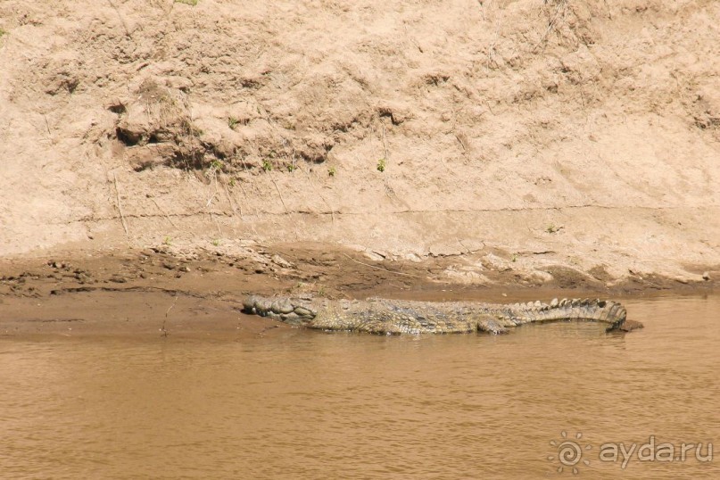 Три национальных парка Кении, чтобы увидеть настоящую Африку.