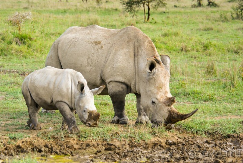 Три национальных парка Кении, чтобы увидеть настоящую Африку.