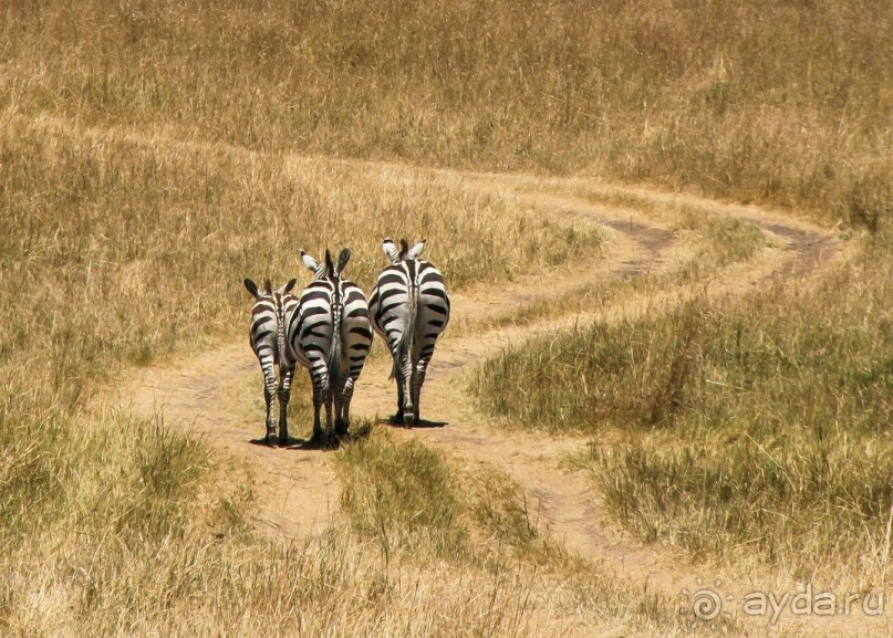Три национальных парка Кении, чтобы увидеть настоящую Африку.
