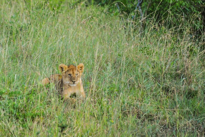 Три национальных парка Кении, чтобы увидеть настоящую Африку.