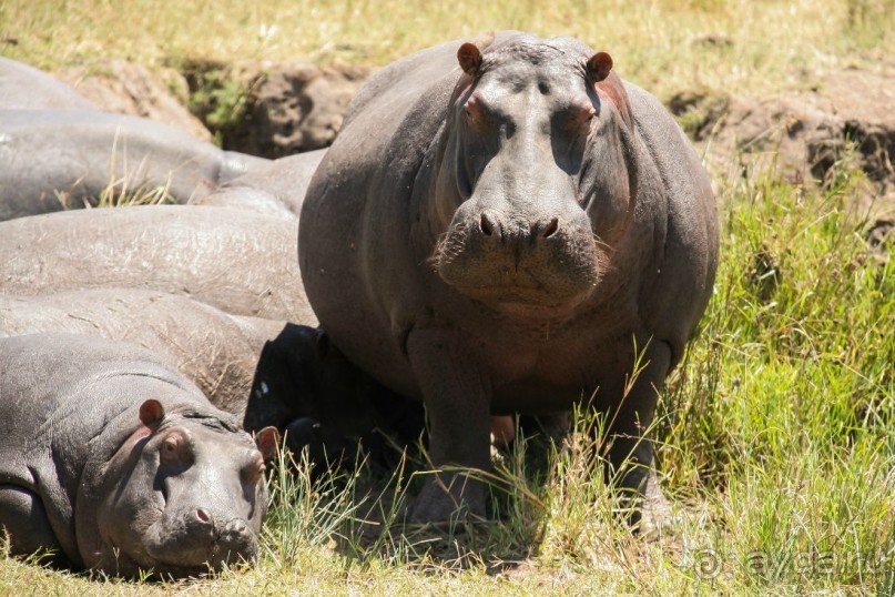 Альбом отзыва "Три национальных парка Кении, чтобы увидеть настоящую Африку."