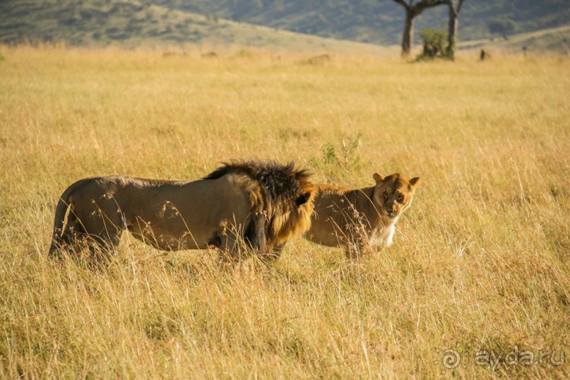 Три национальных парка Кении, чтобы увидеть настоящую Африку.