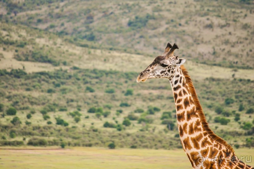 Альбом отзыва "Три национальных парка Кении, чтобы увидеть настоящую Африку."
