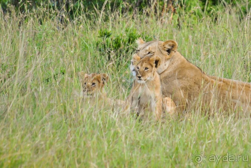 Три национальных парка Кении, чтобы увидеть настоящую Африку.