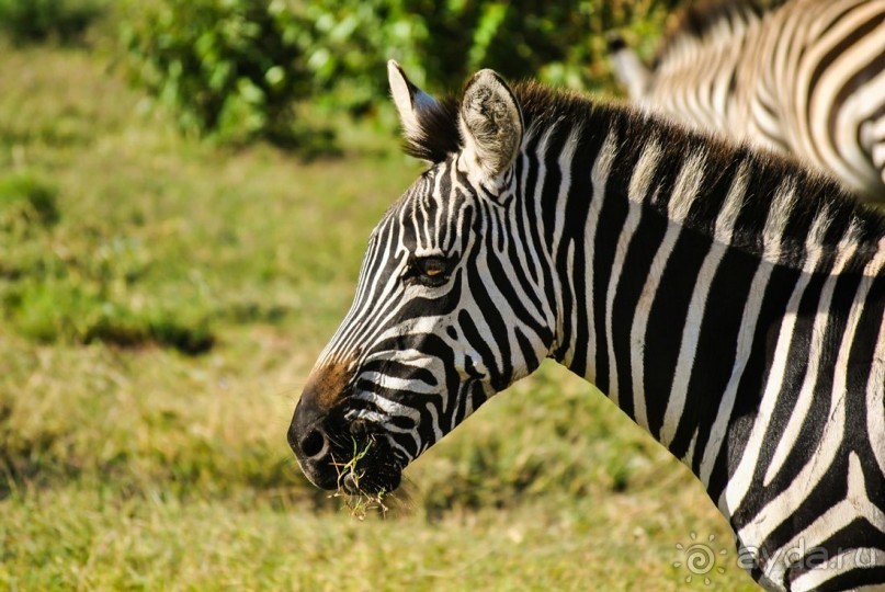 Три национальных парка Кении, чтобы увидеть настоящую Африку.