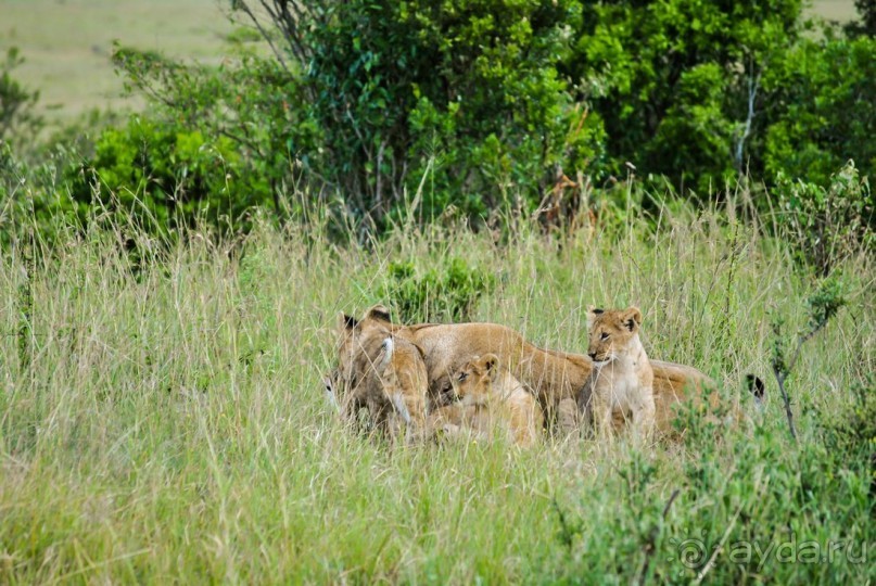 Альбом отзыва "Три национальных парка Кении, чтобы увидеть настоящую Африку."