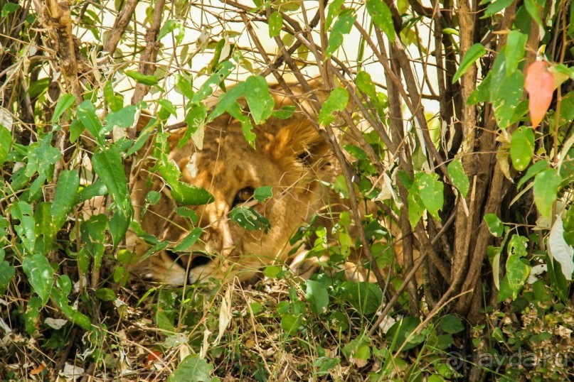 Альбом отзыва "Три национальных парка Кении, чтобы увидеть настоящую Африку."