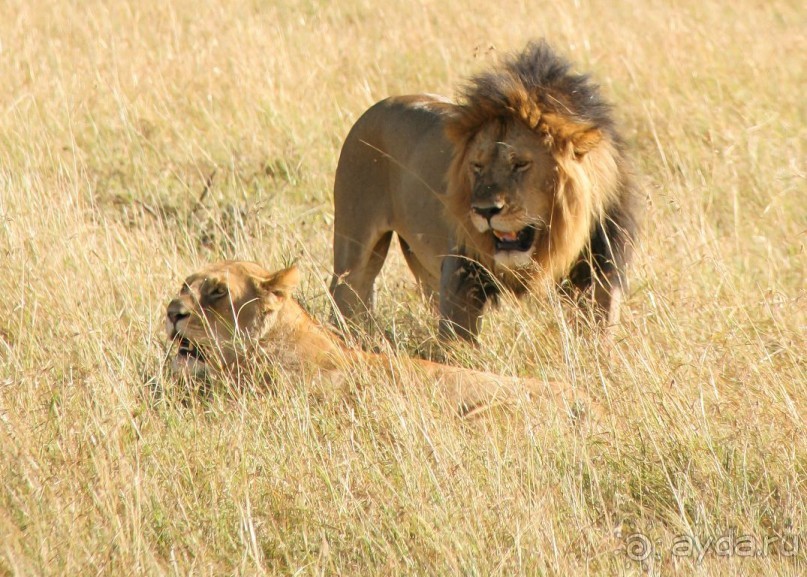 Три национальных парка Кении, чтобы увидеть настоящую Африку.