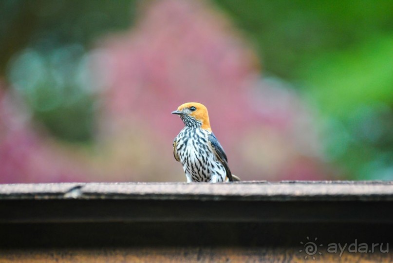 Альбом отзыва "Три национальных парка Кении, чтобы увидеть настоящую Африку."