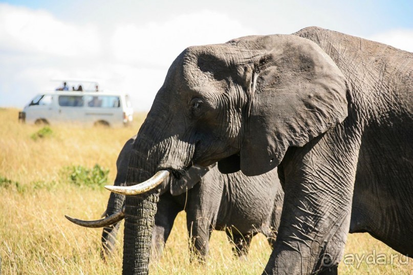 Три национальных парка Кении, чтобы увидеть настоящую Африку.