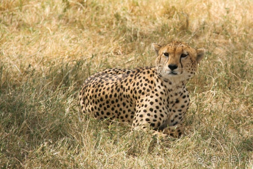 Альбом отзыва "Три национальных парка Кении, чтобы увидеть настоящую Африку."