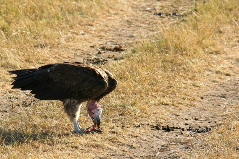 Альбом отзыва "Три национальных парка Кении, чтобы увидеть настоящую Африку."