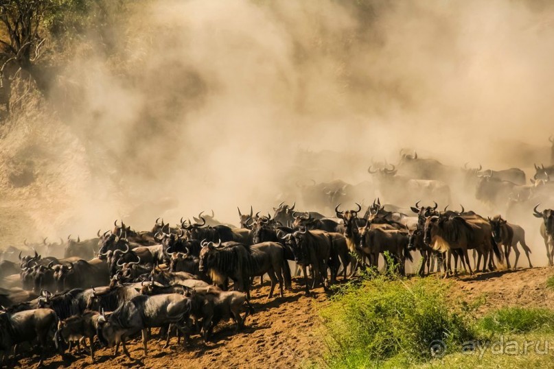 Три национальных парка Кении, чтобы увидеть настоящую Африку.