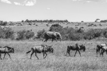 Альбом отзыва "Нецветная Африка"