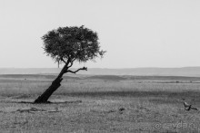 Альбом отзыва "Нецветная Африка"