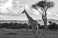 Альбом отзыва "Нецветная Африка"