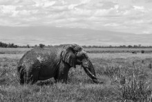 Альбом отзыва "Нецветная Африка"