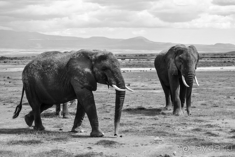 Альбом отзыва "Нецветная Африка"