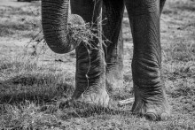 Альбом отзыва "Нецветная Африка"