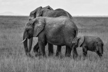 Альбом отзыва "Нецветная Африка"