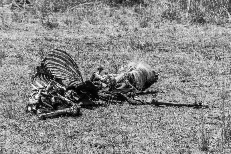 Альбом отзыва "Нецветная Африка"