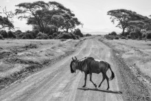 Альбом отзыва "Нецветная Африка"