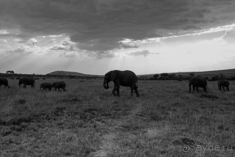 Альбом отзыва "Нецветная Африка"