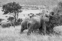 Альбом отзыва "Нецветная Африка"