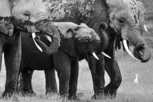 Альбом отзыва "Нецветная Африка"