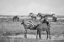 Альбом отзыва "Нецветная Африка"