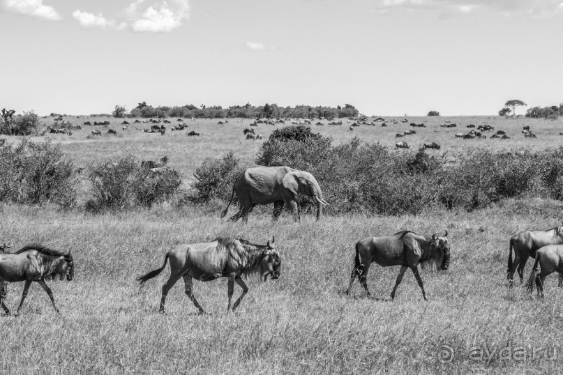 Нецветная Африка