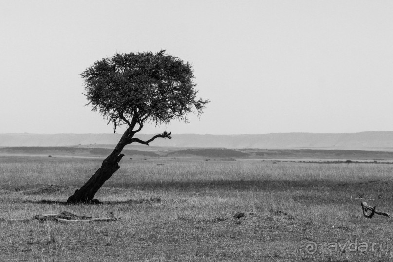 Нецветная Африка