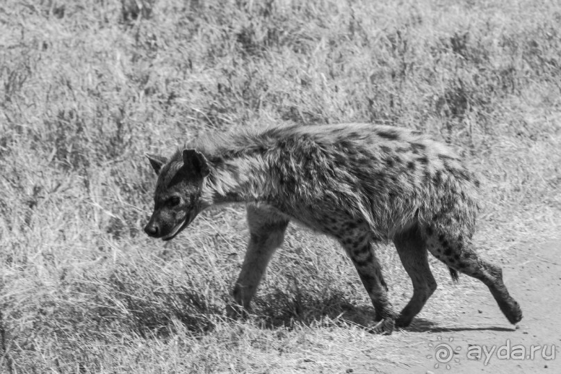 Нецветная Африка